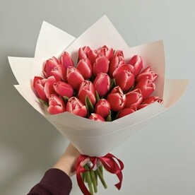 Красно-белый тюльпан 25 шт
