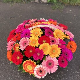 Герберы Микс