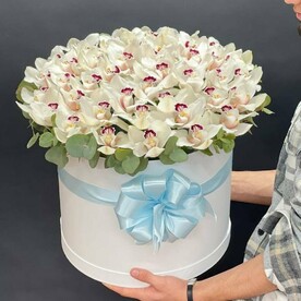 Орхидеи в коробке