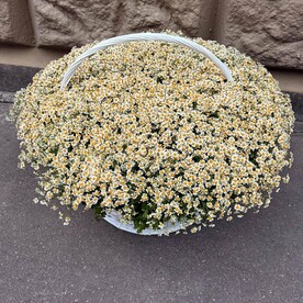 Ромашка в корзине 501