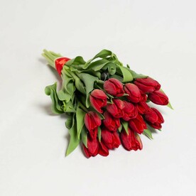 15 красных тюльпанов