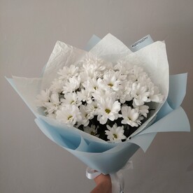 5 ромашковых хризантем