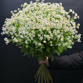 Букет из ромашек "Аромат ромашек"