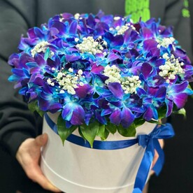 Орхидеи в шляпной коробке "Комета"