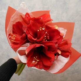 Амариллисы в красных тонах