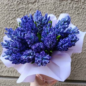 Гиацинт синий 25 в шляпной коробке