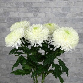 Хризантема одноголовая