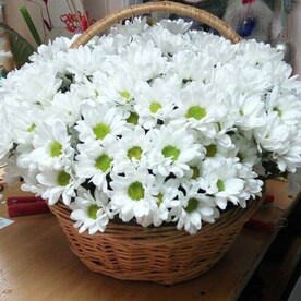Корзина с белой хризантемой баккарди