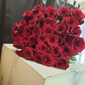 Роза эксплорер эквадор 35 шт
