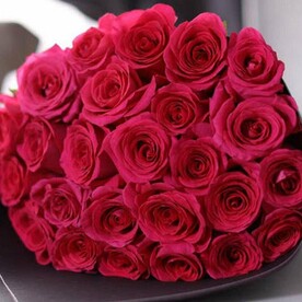 Роза эквадор Пинк флойд 23 шт.