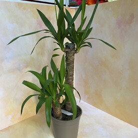 Юкка 17*70 см 2 ствола