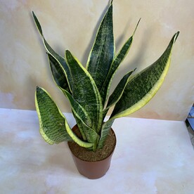 Сансевиерия