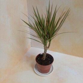 Драцена маргината