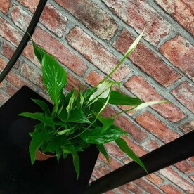 Комнатное растение Спатифилум