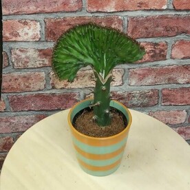 Эуфорбия лактея комнатное растение