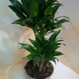 Драцена компакта