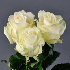 Роза Аваланш