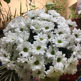 Хризантема Бакарди 5 шт