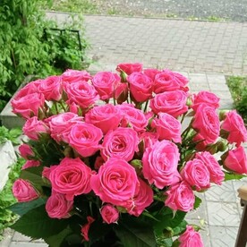 Лавли Лидия-11