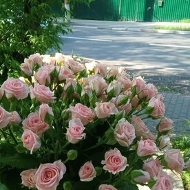 Кустовая Лидия 11 шт