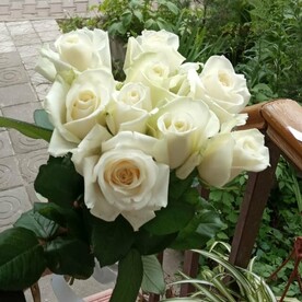 Роза аваланш