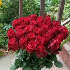 Роза эквадор сорт эксплоер 31 шт