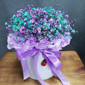 Гипсофила в боксе