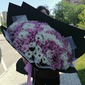 Гигант хризантем 17