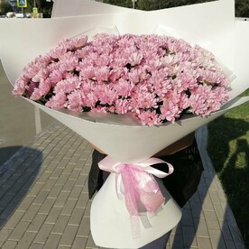 Хризантемы гигант