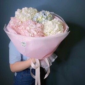 Микс гортензий 5 шт