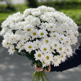 Ромашковое поле