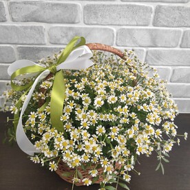 Корзина кустовых ромашек🌼🌼🌼