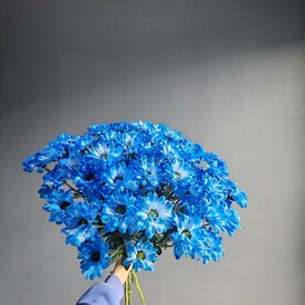Букет 7 синих хризантем