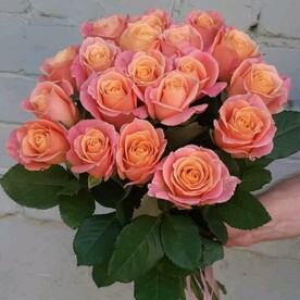 19 роз МИСС ПИГГИ