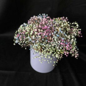 Гипсофила в коробочке