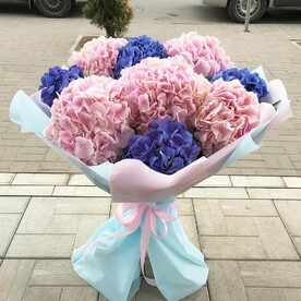 Гортензия 9