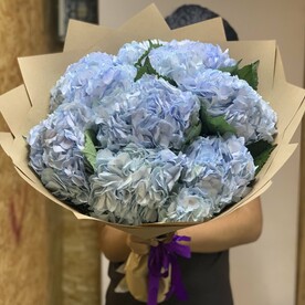 Гортензия голубая