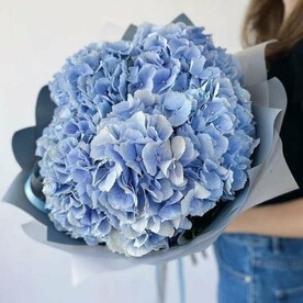 Гортензия крупнолистная