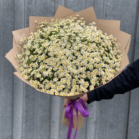 Ромашка кустовая