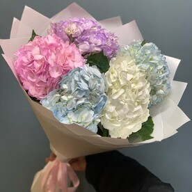 Гортензия микс