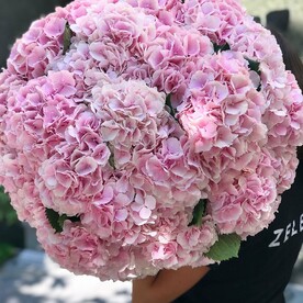 25 Гортензия