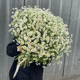 Ромашка белая