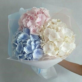 Гортензия микс