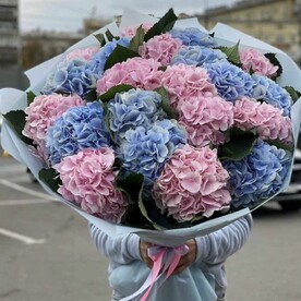 Гортензия XL