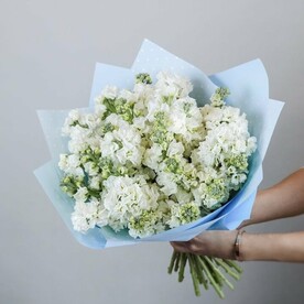 Маттиола белая