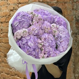 Гортензия и Матиолла