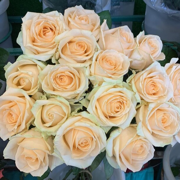 17 пинч, артикул F1236785 - 7649 рублей, доставка по городу. Flawery - доставка цветов