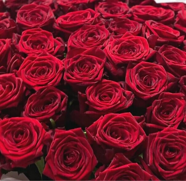 Розы бордо, артикул F1137328 - 17344 рублей, доставка по городу. Flawery - доставка цветов
