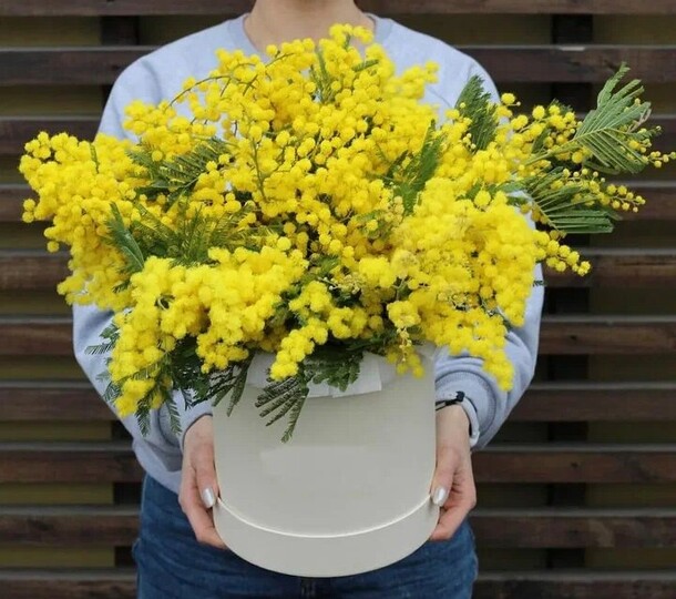 Мимоза, артикул F1176045 - 11497 рублей, доставка по городу. Flawery - доставка цветов