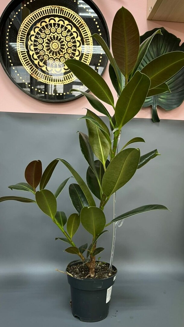 Фикус, артикул F1339598 - 4540 рублей, доставка по городу. Flawery - доставка цветов